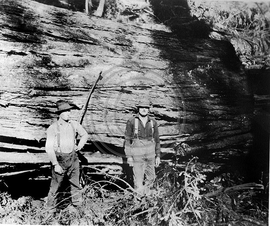 Log Peelers posing in front of a Redwood log