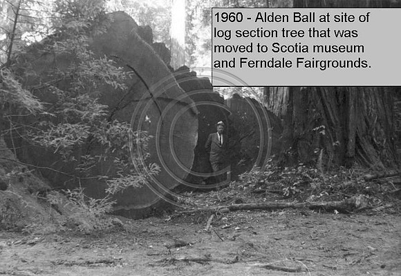 1960 Alden Ball at site of log section tree that was moved to Scotia Musuem and ferndale fairgrounds