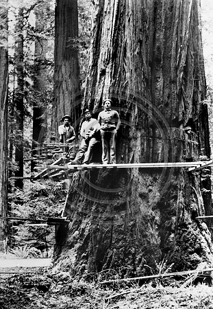 Logging Springboard The Old Photo Guy | Historical Logging | Lumberjacks posing on spring ...