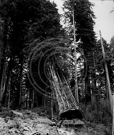 Timber