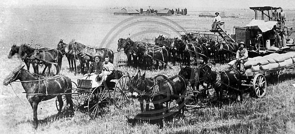 Loleta Mule Team