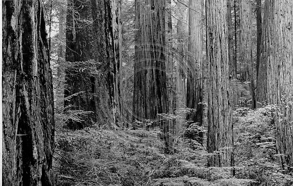 oldgrowth2