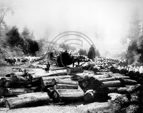 Little River Log Jam