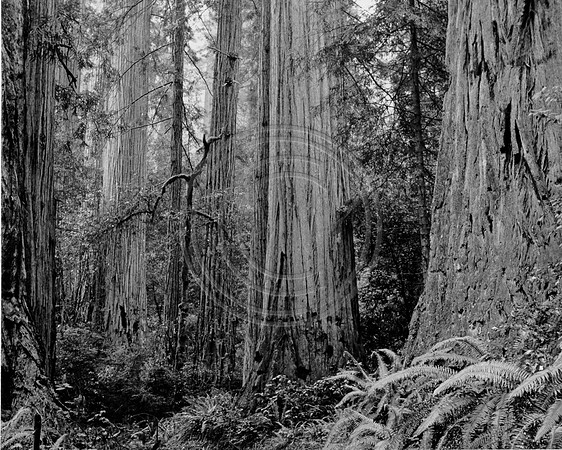 oldgrowth1