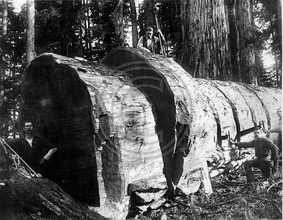 Sawing Rounds in Redwood tree