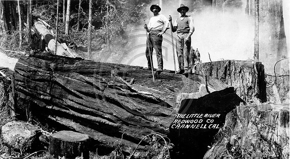 The Little River Redwood Company Crannell California