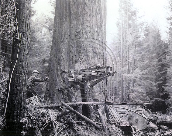 Cutting Tree 1941