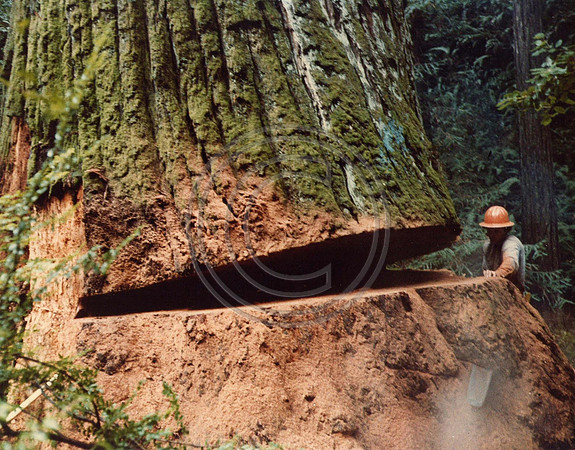 z1970sTodd4