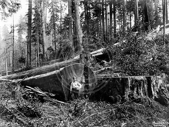 Logging Scene #2
