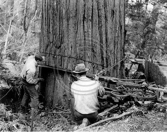 Undercutting Tree 1941