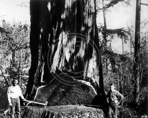 Putting in the undercut on this giant Redwood tree