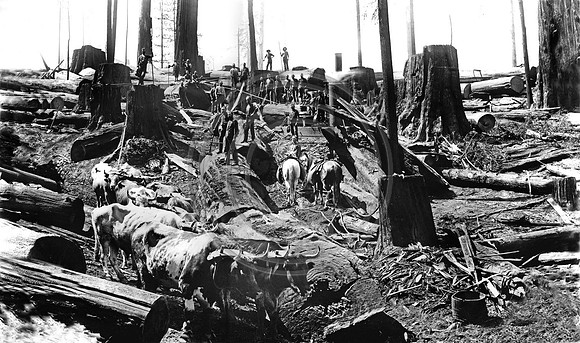 Landing scene in the Redwoods