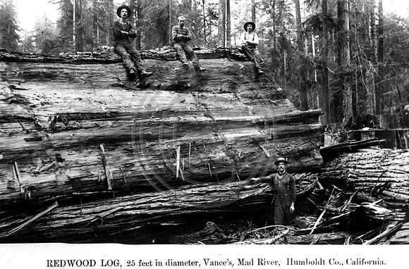 Redwood tree 25 ft in diameter