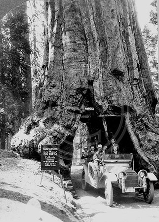 Wawona Tree Giant Redwood