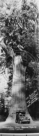 Chandelier Tree on Redwood Highway 101