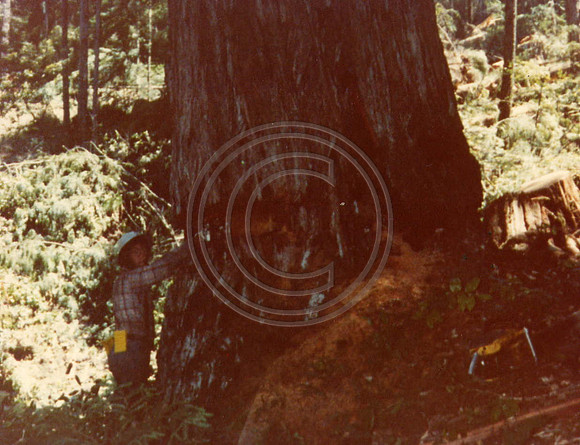 z1970s8