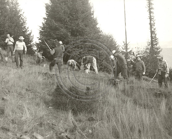 Tree Planting  2