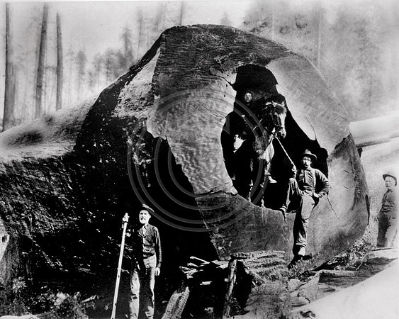Horse in a log