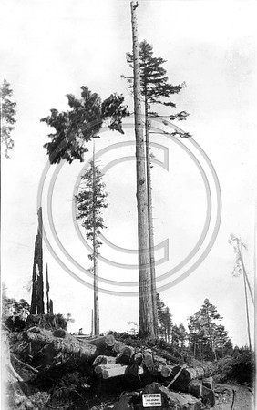 1930 Highclimber has completed his job topping a tree to be used for a spar pole for logging in the Freshwater Operations of the Pacific Lumber Company