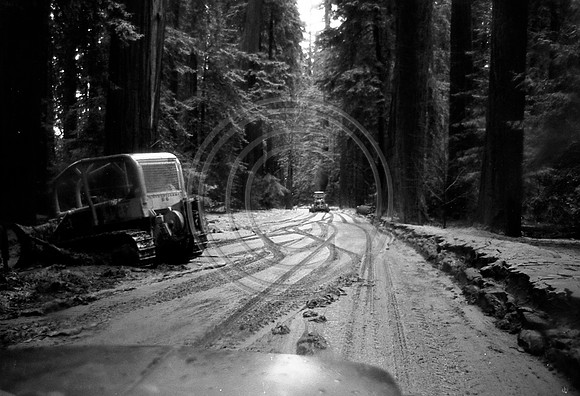 Avenue of the Giants clean up after the 1964 Flood