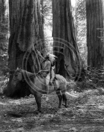 Indian in the Redwoods copy