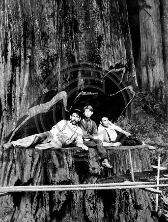 2 men and a young boy stop and pose in the undercut of this Redwood Tree