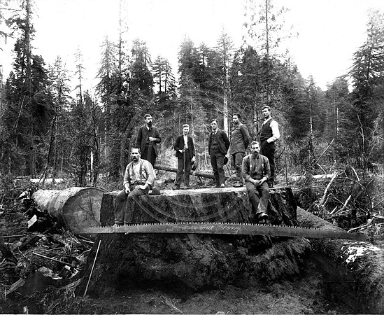 16 foot cross cut saw