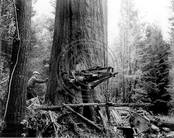 Cutting Tree 1941