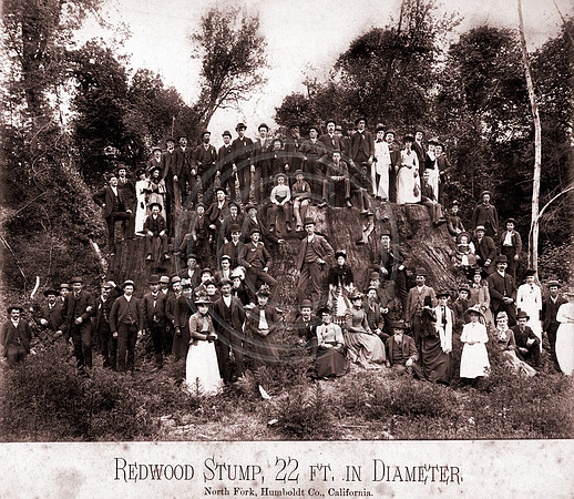 Redwood stump measuring 22ft in diameter at Freshwater
