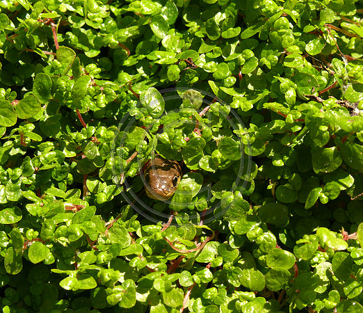Snake Peek a Boo