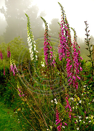 Fox Gloves