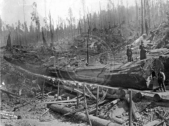 2 ladies atop redwood logs