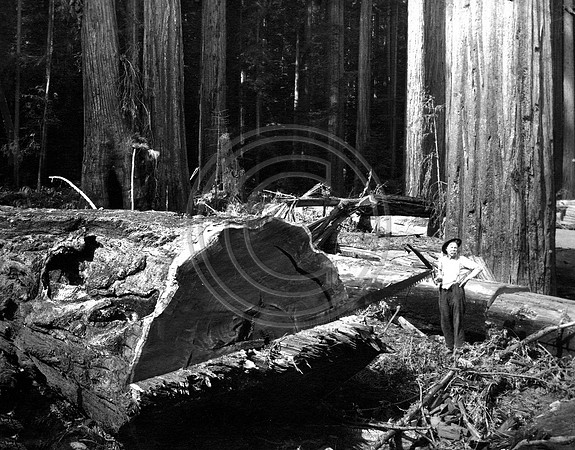 Buck Saw in action