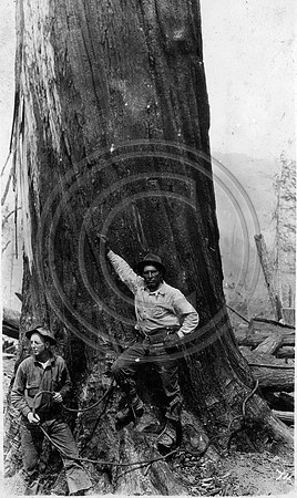 Bill Holt and Dave Lewis posing next to this Giant Redwood tree