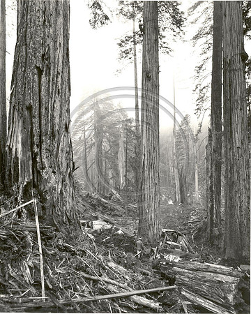 Cat Logging Scene