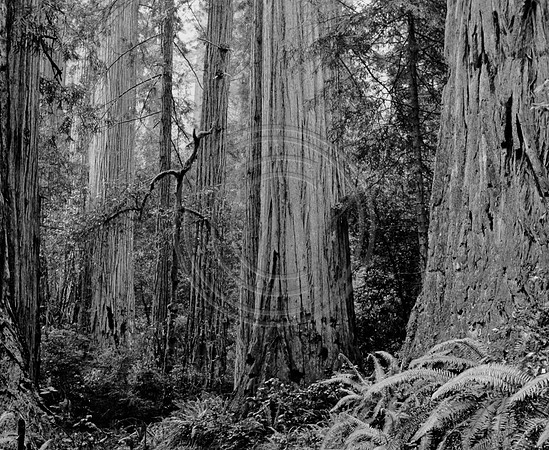 oldgrowth3