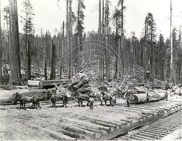Horse Logging Team
