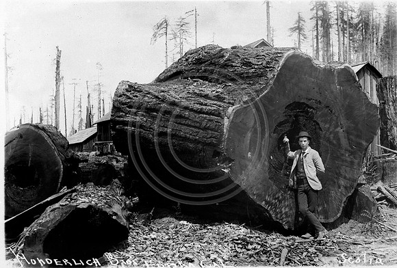 Wunderlick Brothers Logging at Scotia