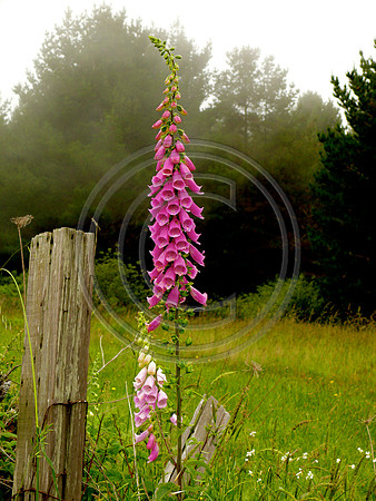 Fox Gloves