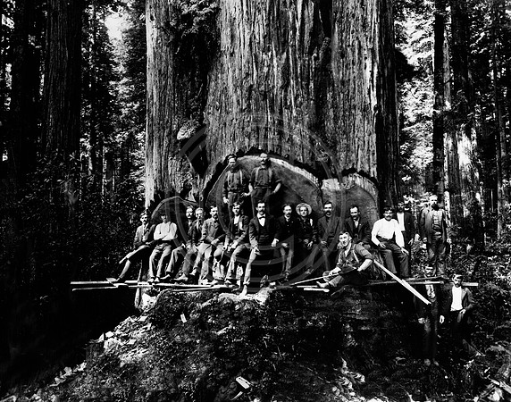 19 Loggers posing in the undercut a Redwood tree