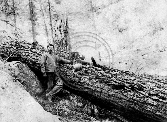 Young logger posing with his crosscut saw