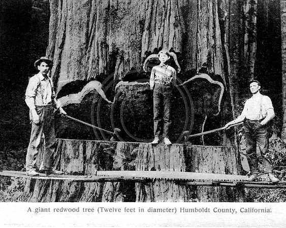 2 loggers and a young boy pose on this Redwood tree