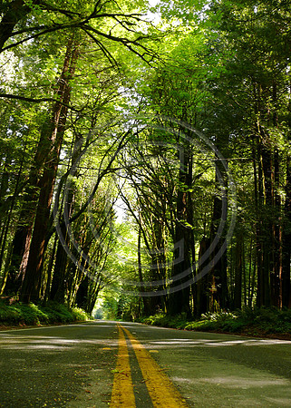 Road to Pepperwood