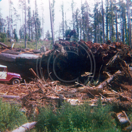 This one came out from the roots c.1975