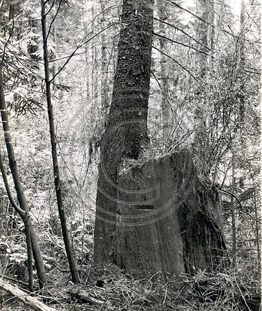 Sitka Spruce about 35 years old growing out of a redwood stump cut in 1870 at Eddyville Ca 1923