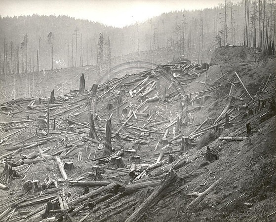 Cut-over Land