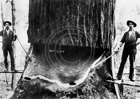 Fallers standing by 12 ft tree