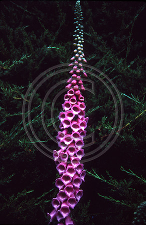 Purple fox glove