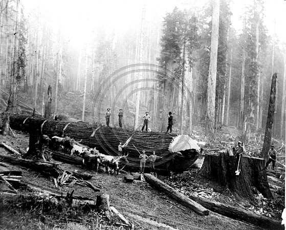 Logging #325 Oxen Team getting ready to pull the huge cuts of redwoods on the FALK Claim Arcata 1878