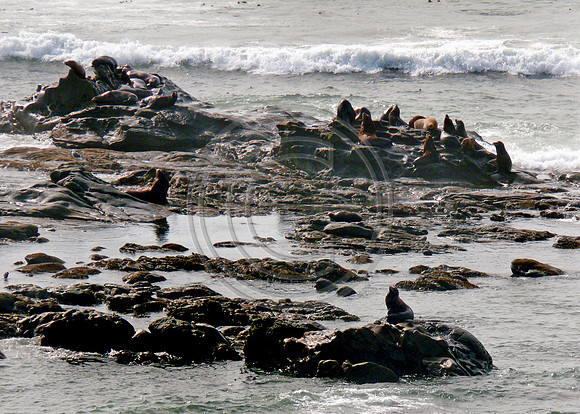 Sea Lion Rock